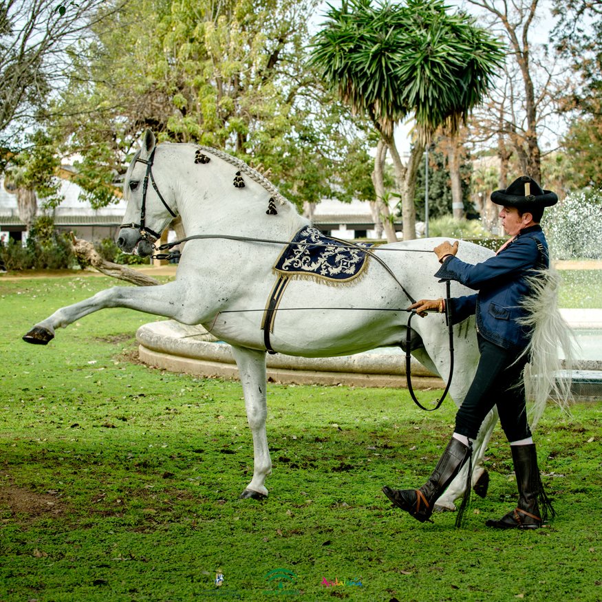 RealEscuela's tweet photo. En Riendas Largas', espectacular número que podrás disfrutar durante el espectáculo oficial de SICAB 2018, realizado por nuestro jinete Juan José Verdugo y el caballo Senil.
#realescuelaandaluzadelarteecuestre #sicab2018 https://t.co/40rzdzQJ7a