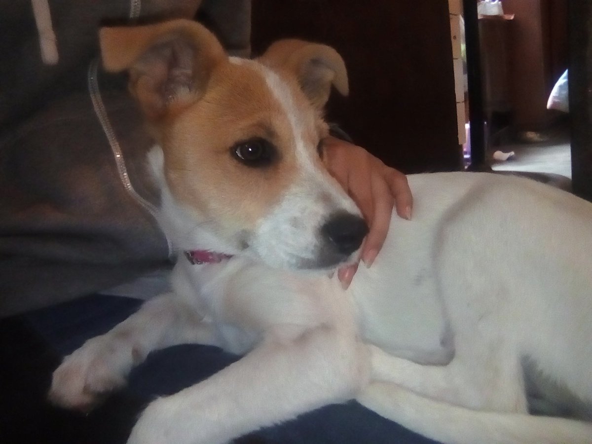 Louia_Tomlnson's tweet photo. Ella es Lola y tiene 3 meses, sus antiguos dueños dijeron no poder cuidarla en este momento así que nuevamente está buscando un hogar en el que le den amor y la cuiden como merece. Es una cachorrita muy amorosa y buena. Sí alguien cree que es responsable para hacerlo, mande un dm https://t.co/CITNmVgxi3
