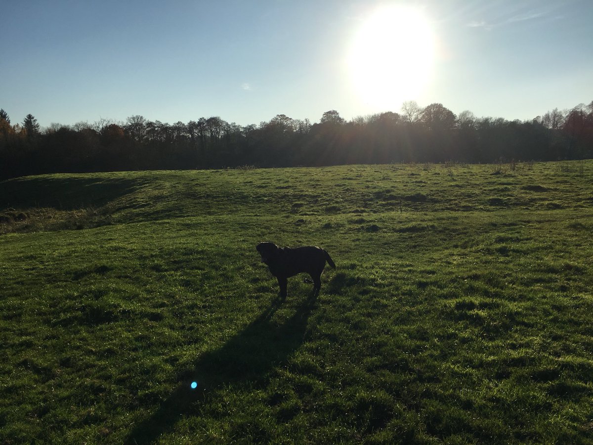 Monty_Lab's tweet photo. Posing for the camera. #DogsofTwitter #dogwalk #dogexplorer #WinterInTheAir https://t.co/EktT7lJkoT