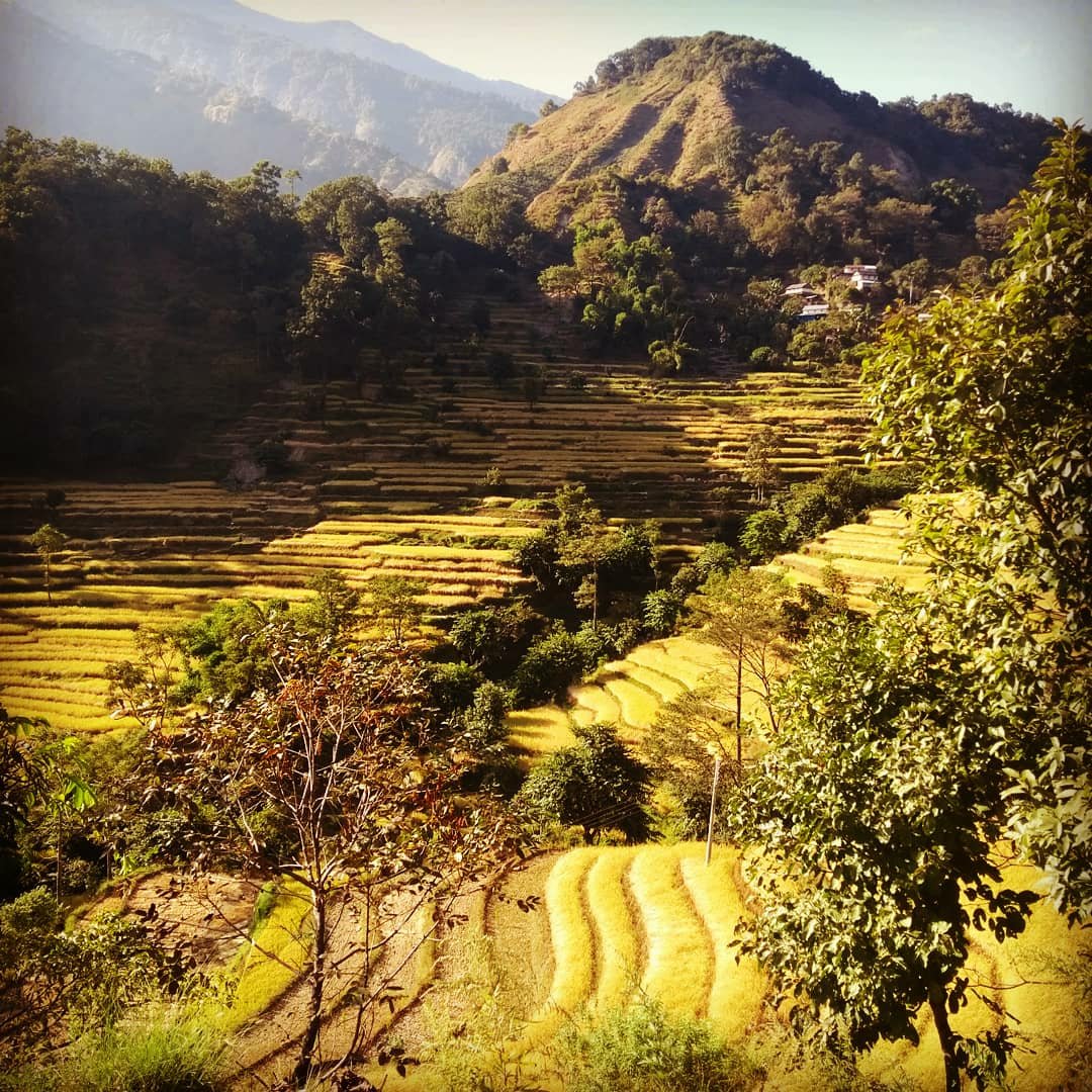 Der Schu Schue 84 Twitter