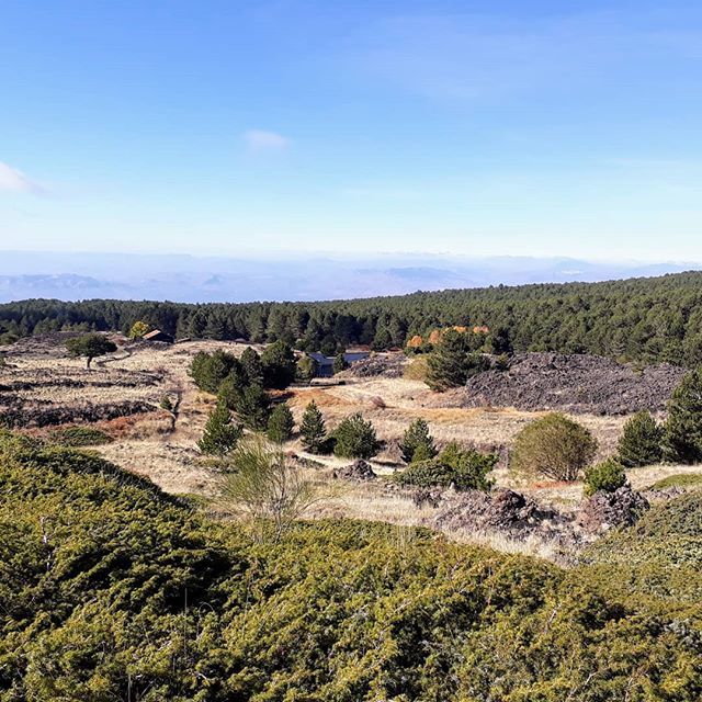 TrailsOfSicily's tweet photo. And into the forest I go... #etna #sicily #explore #experience #walk #hiking #trekking #volcanohike #exploresicily #sicilytour #outdoors #nature #naturelovers #mountains #localguide #naturetrail #trailsofsicily #Sycylia #wulkan #wycieczka #przyroda #przy… https://t.co/Gy5t9a2kqK https://t.co/fDBx3ahosJ