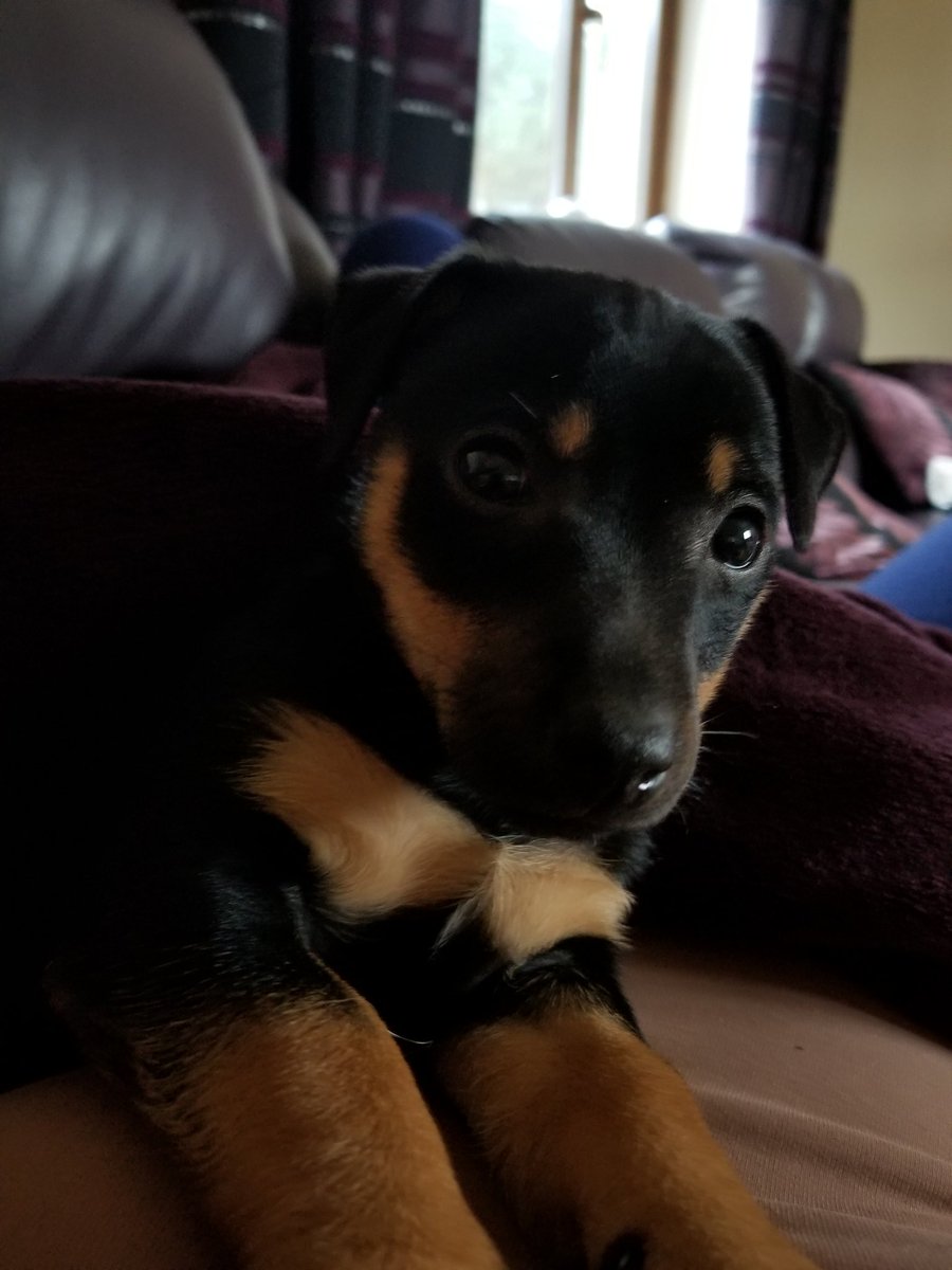 Say hello to my new pal, #sherlock #terrier #birthdaygift 😀😀😍😀♥️#puppylove <a href="/TheDaiIyPuppy/">DailyDose Of Puppies</a>