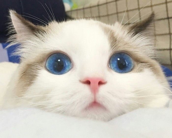 minmeow_'s tweet photo. #황민현 , #민현 🐱 https://t.co/k7jy60Y0nf