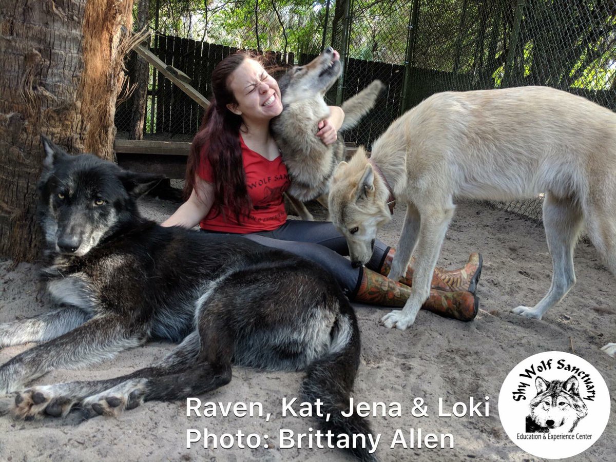 ShyWolfSanct's tweet photo. Sunday Funday!
#bekindtoanimals #itswhatwedo #wolfdogs #midcontent #wolfconservation #shywolfsanctuary #threepack https://t.co/zCE2L5cmLT