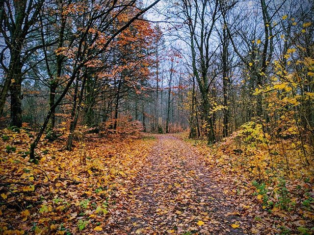 liquid_black's tweet photo. Höstfärger av Skånes skog⠀
⠀
Autumn colours of Skåne's forest. Still going strong.⠀
⠀
#autumn #höst #colour #fall #Sweden #Skåne #swedeintraining 🇸🇪 https://t.co/fmZyhykpfH