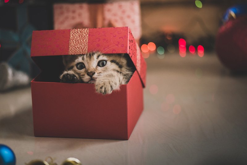RightHillMag's tweet photo. You Have to Get These #Gifts for the Cat Lover in Your Life - #Catit #CatLovers #Catnip #Cats #Christmas - https://t.co/nxPhj7gK8m https://t.co/vCzxzxf4Q1