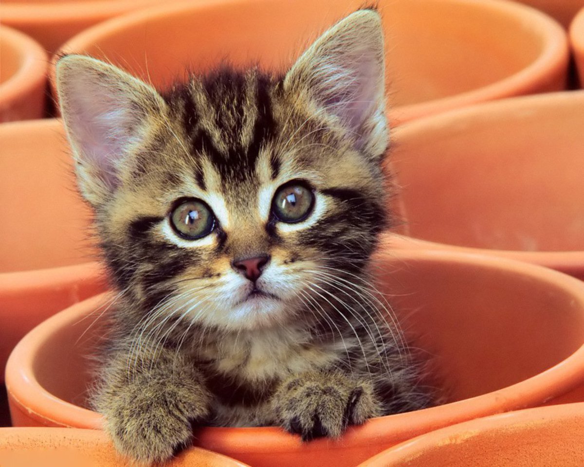 care_kitten's tweet photo. Most Popular #KittenNames of 2018
. No. 8: Daisy and Kitty.
. No. 7: Gracie and Tiger.
. No. 6: Lily and Jack.
. No. 5: Nala and Smokey.
. No. 6: Callie and Simba.
. No. 3: Chloe and Milo.
. No. 2: Kitty and Leo.
No. 1: Lucy and Max. https://t.co/FEAzYbNNM8