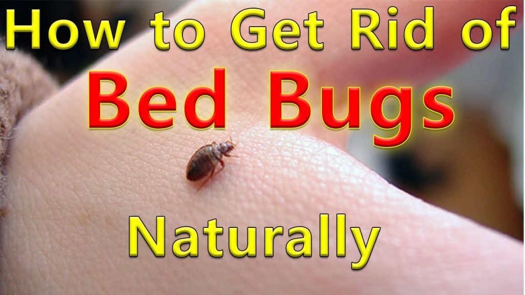 HealthScience19's tweet photo. https://t.co/6pRAB6cXo9

#bedbugs #bedbugssolutions #bedbugsbites https://t.co/i1QN16iU6E