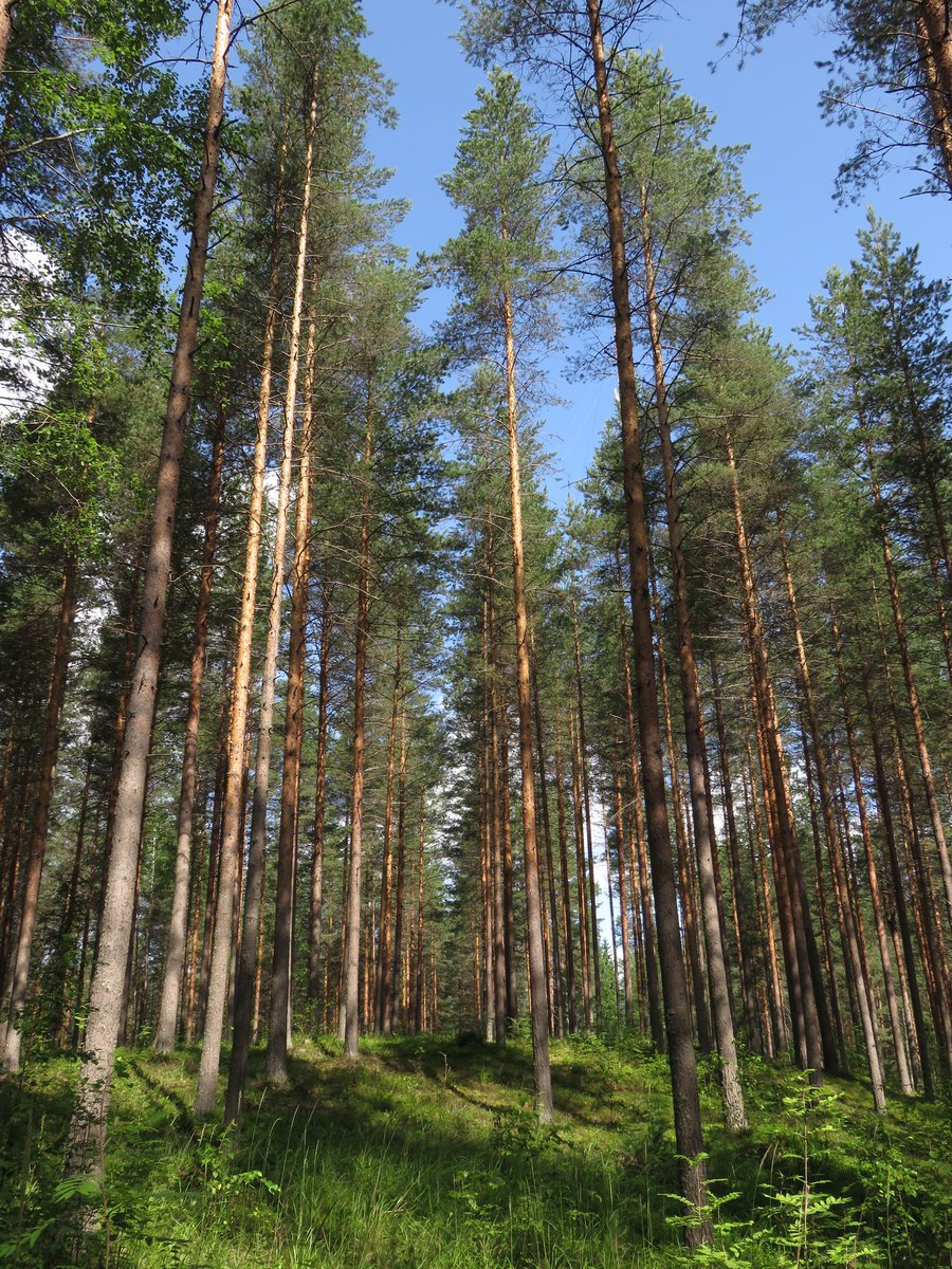 kristiina360's tweet photo. Greetings from #Finland! Just finished raking leaves here.
#RakeAmericaGreatAgain #RakeTheForest #Trump #SundayFunday #SundayMorning #rakenews #CaliforniaWildFires #ClimateChange #haravointi #metsänhoito #ilmastonmuutos #Suomi https://t.co/vqD99kmUgj