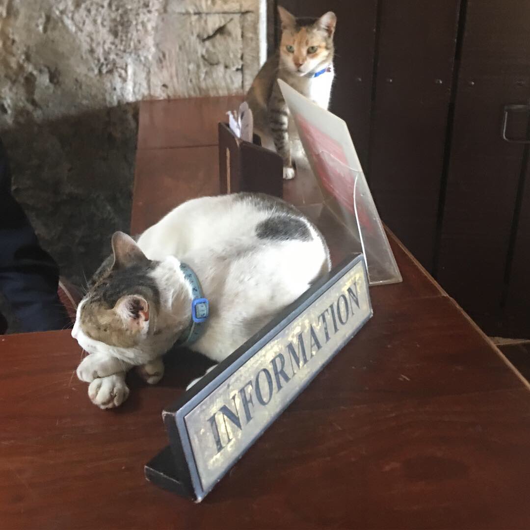 More #Cebu sightings. #Philppines  #cats