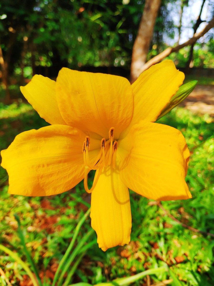PeeyushNC's tweet photo. #Munnar #MunnarIsLive #Flowers #Photography #EchoFriendly #Beauty #Nature https://t.co/IKDj8HhlHS