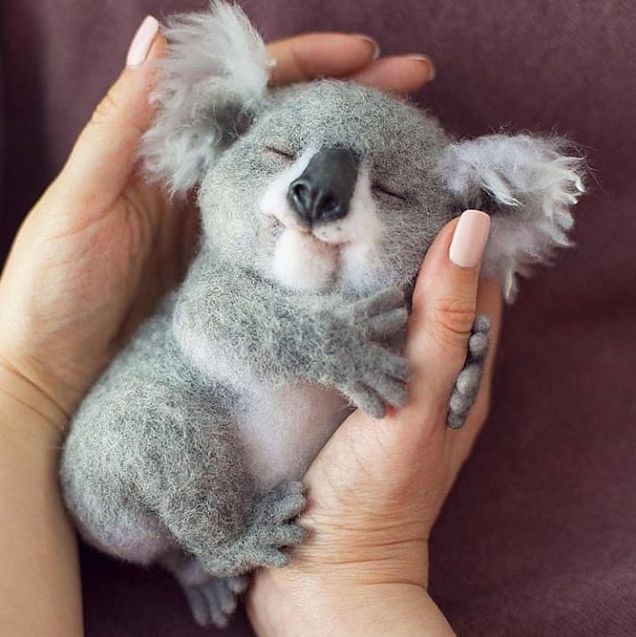 GF_Shop's tweet image. Sunday Nap 🐨
@animalovestory 
#wildlifeconservation