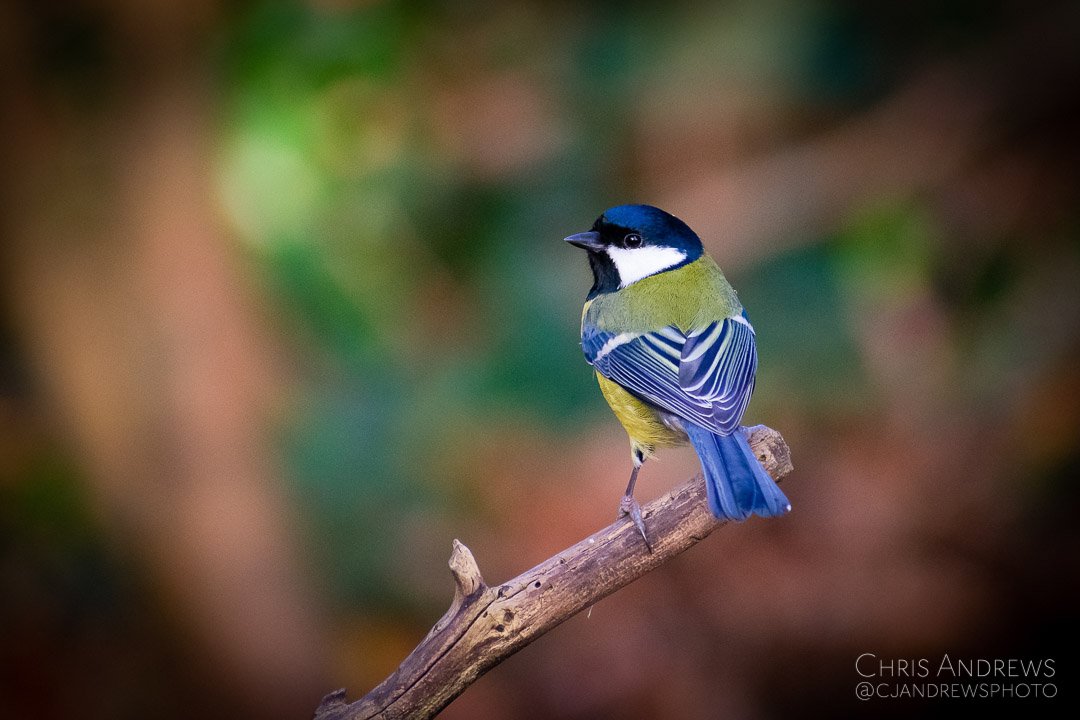Then yesterday spent <a href="/WWTArundel/">WWT Arundel Wetland Centre</a> getting some shots of smaller birds I'm really happy with. PS make sure to follow on Instagram (same username) I'm much more active on there #bird #birdphotography #wildlifephotography