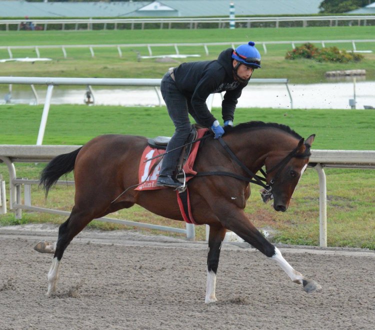 #Hipismo Feliz domingo SAMANEROS!!!! Disfruten la imagen de MY RACING MATE entrenando en <a href="/GulfstreamPark/">Gulfstream Park</a> rumbo al Clásico del Caribe 2018. Éxito a sus conexiones!!! Nacido y criado en <a href="/Haraslossamanes/">Haras Los Samanes</a> #Venezuela Foto #Antelizjr