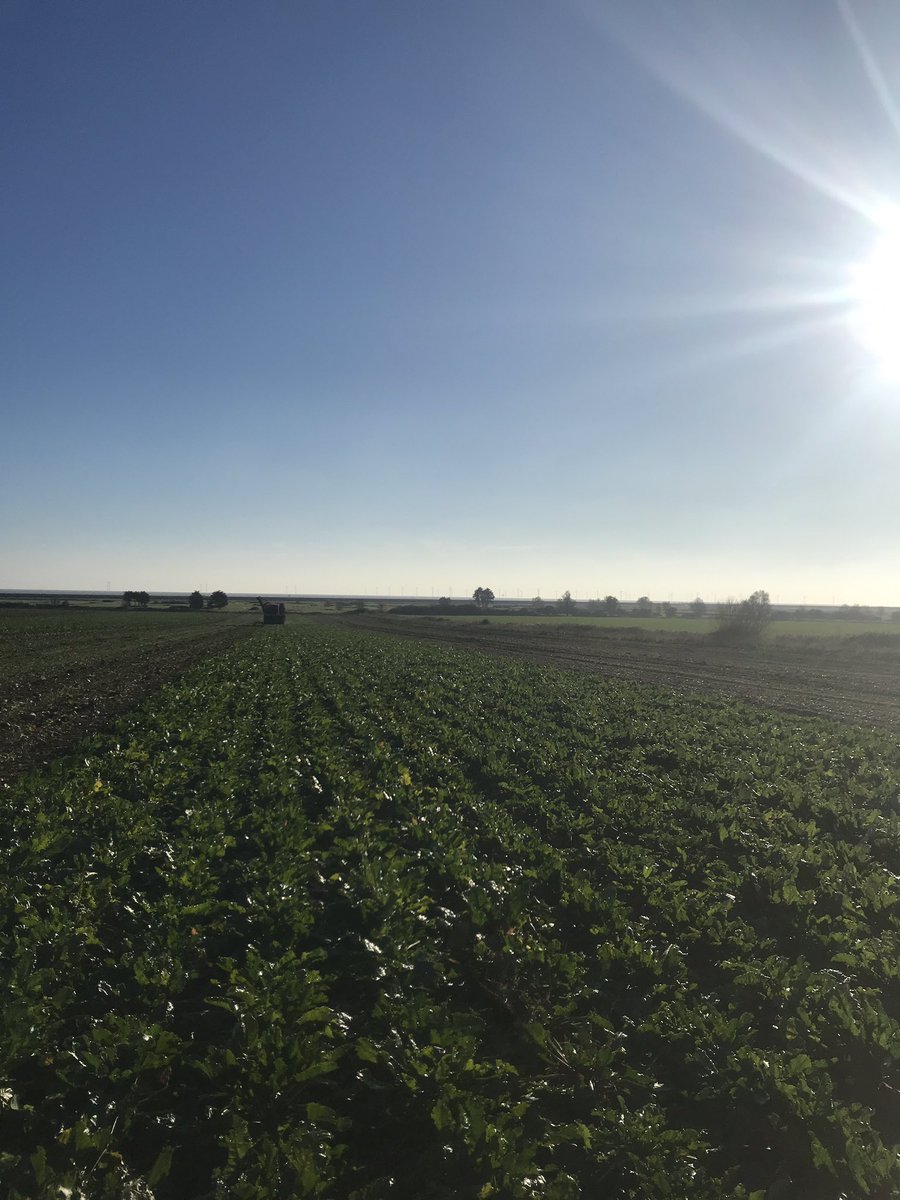FarmFrinton's tweet image. Lifting beet by the sea