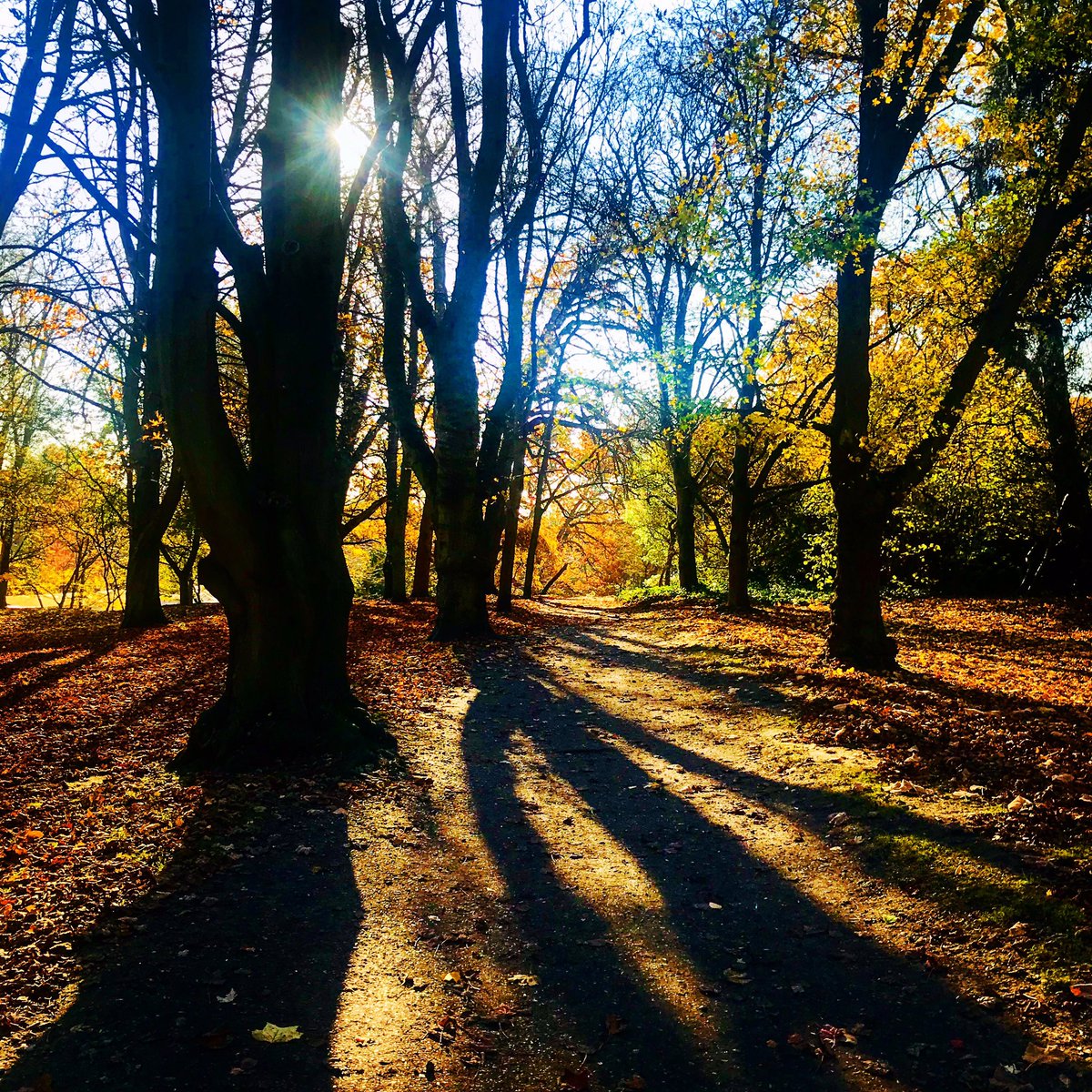 vickydello's tweet photo. A perfect Autumn day #bluesky #leaves #trees #sunshine #nature #peaceful #sunday 🍂🍂🍂🍂🍂 https://t.co/42OwPng9u8