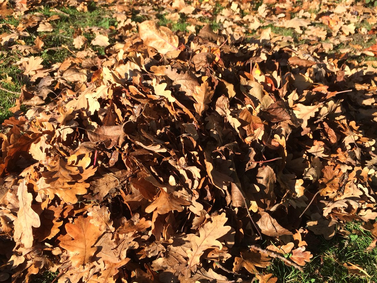 Today is all about the #leaves #leafmould #garden