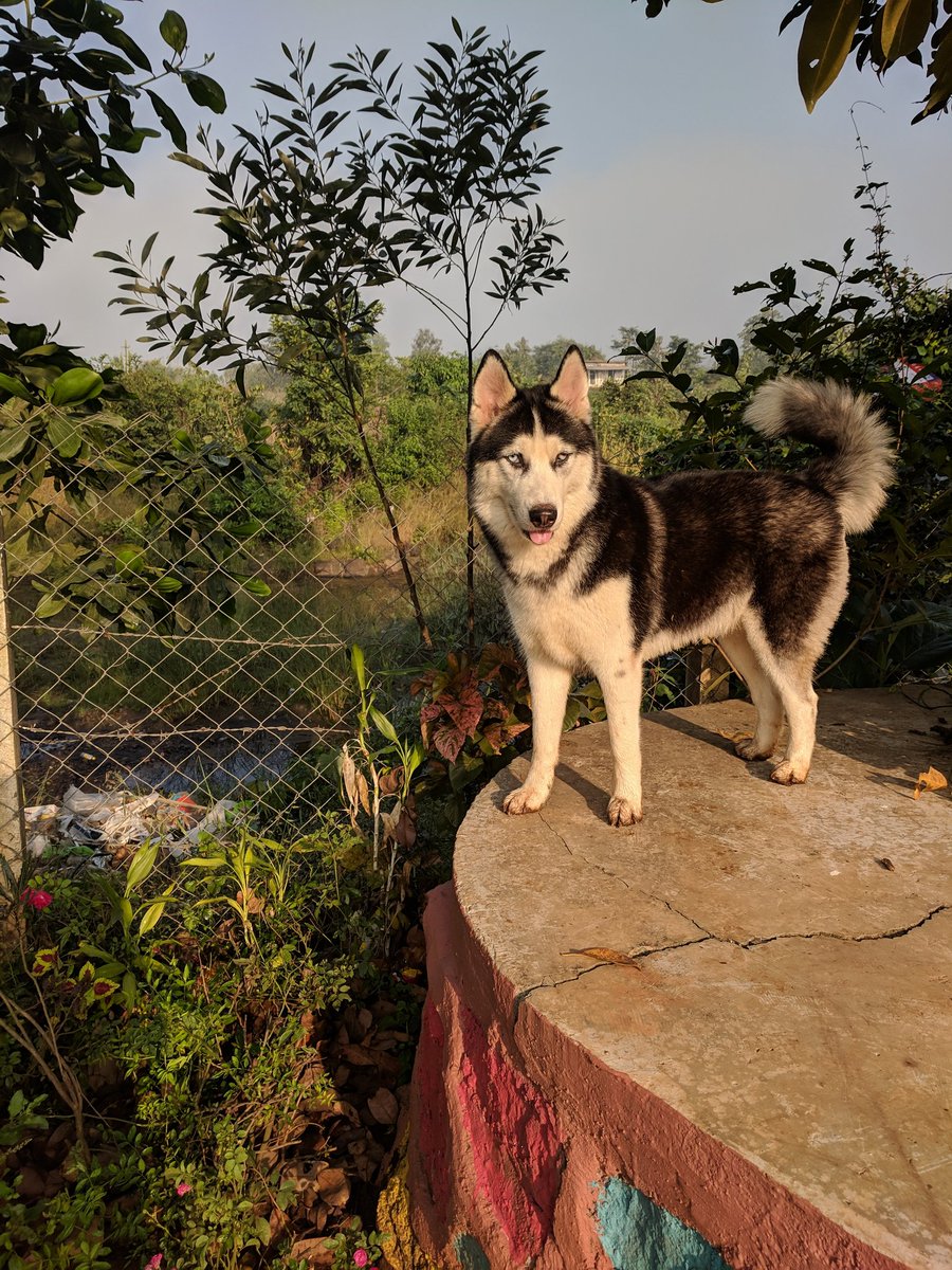 sachdevmeghna's tweet photo. Vote for my girl Aura 😁 #pets #pet #dog #petfed2019 #petfedmumbai #letspetfed #husky #love
 https://t.co/w9D85EDapj https://t.co/3cKMdPCvC2