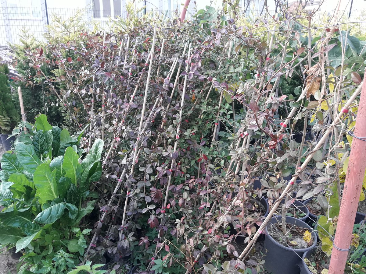 kofçaz hashtag on Twitter