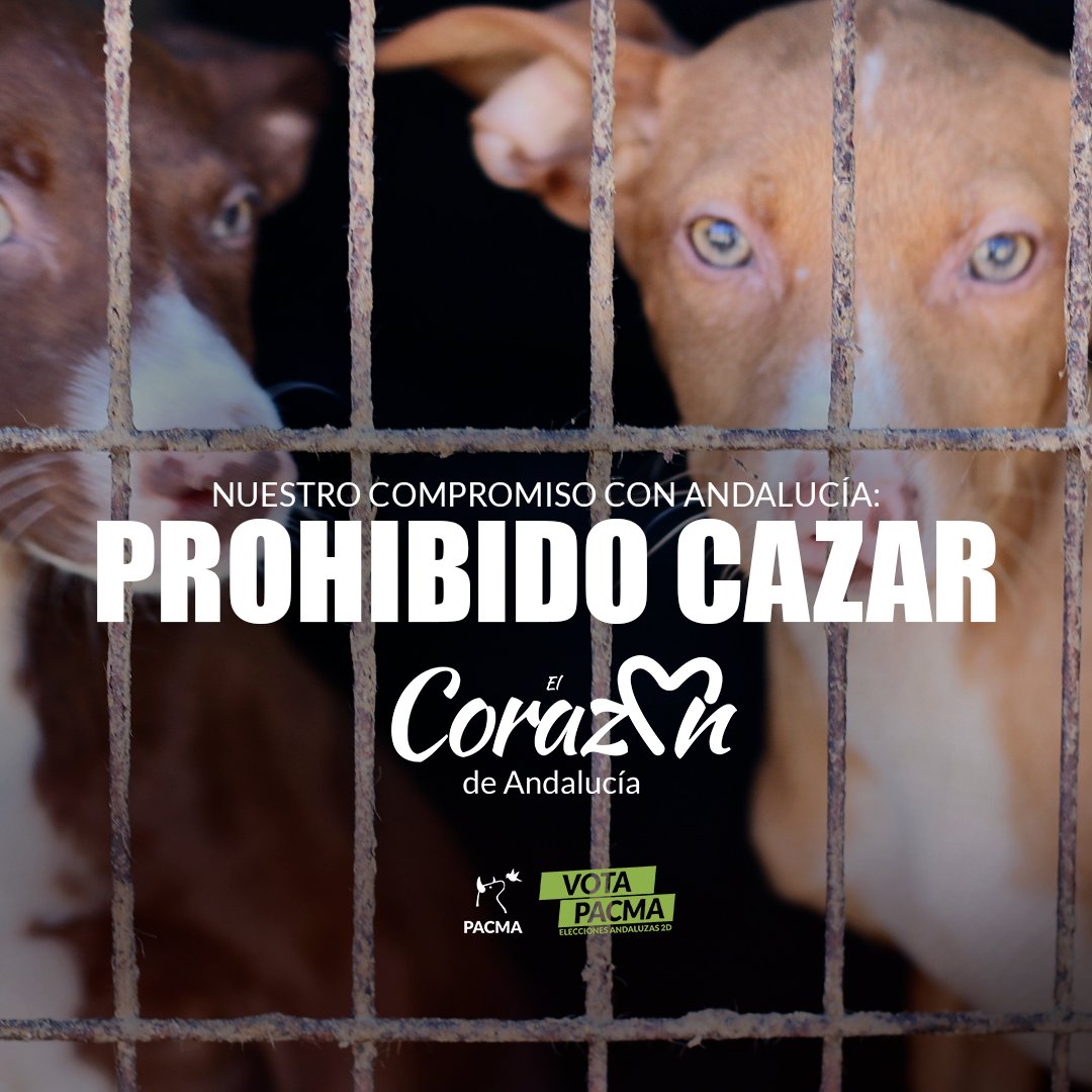 Cardenete's tweet photo. Mientras tanto, @PartidoPACMA es el único que se enfrenta sin miedo al poderoso lobby de la caza y que lleva en su compromiso con Andalucía el fin de la caza y, en particular, la prohibición del uso de animales como herramientas de caza. 

Por algo es #ElCorazóDeAndalucía #2D https://t.co/2IoZPZOmIq