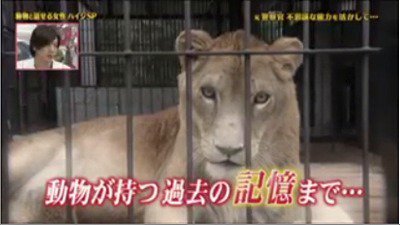 Gitarcla ハイジは物心ついた時から動物の気持ちや過去の記憶がわかる才能があったようです 天才 志村どうぶつ園 動物と 話せる女性ハイジ T Co Alpxsk28oz T Co Rye5kzikwq Twitter Gitarcla ハイジは物心ついた時から動物の気持ちや過去の記憶がわかる才能があったようです 天才 志村どうぶつ園 動物と 話せる女性ハイジ T Co Alpxsk28oz T Co Rye5kzikwq Twitter