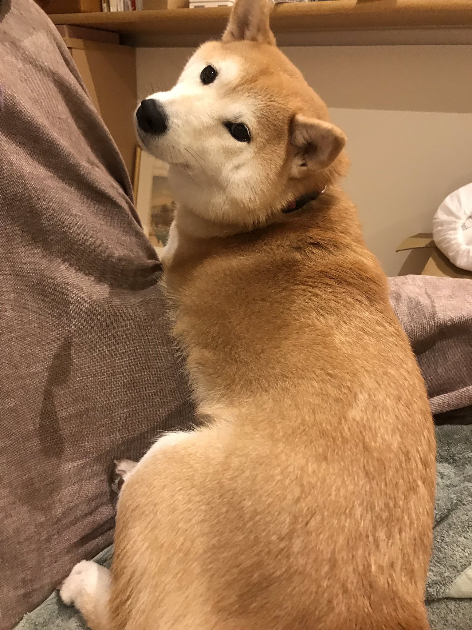 柴犬のモモ 可愛い振り向き顔と 可愛くない正面顔 柴犬 愛犬 犬 Shibainu Shibadog Cute Kawaii T Co Plqtzsz6ko Twitter