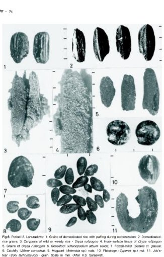 Further confirmation that agriculture was an indigenous development in India. 

"Our results—combine...
