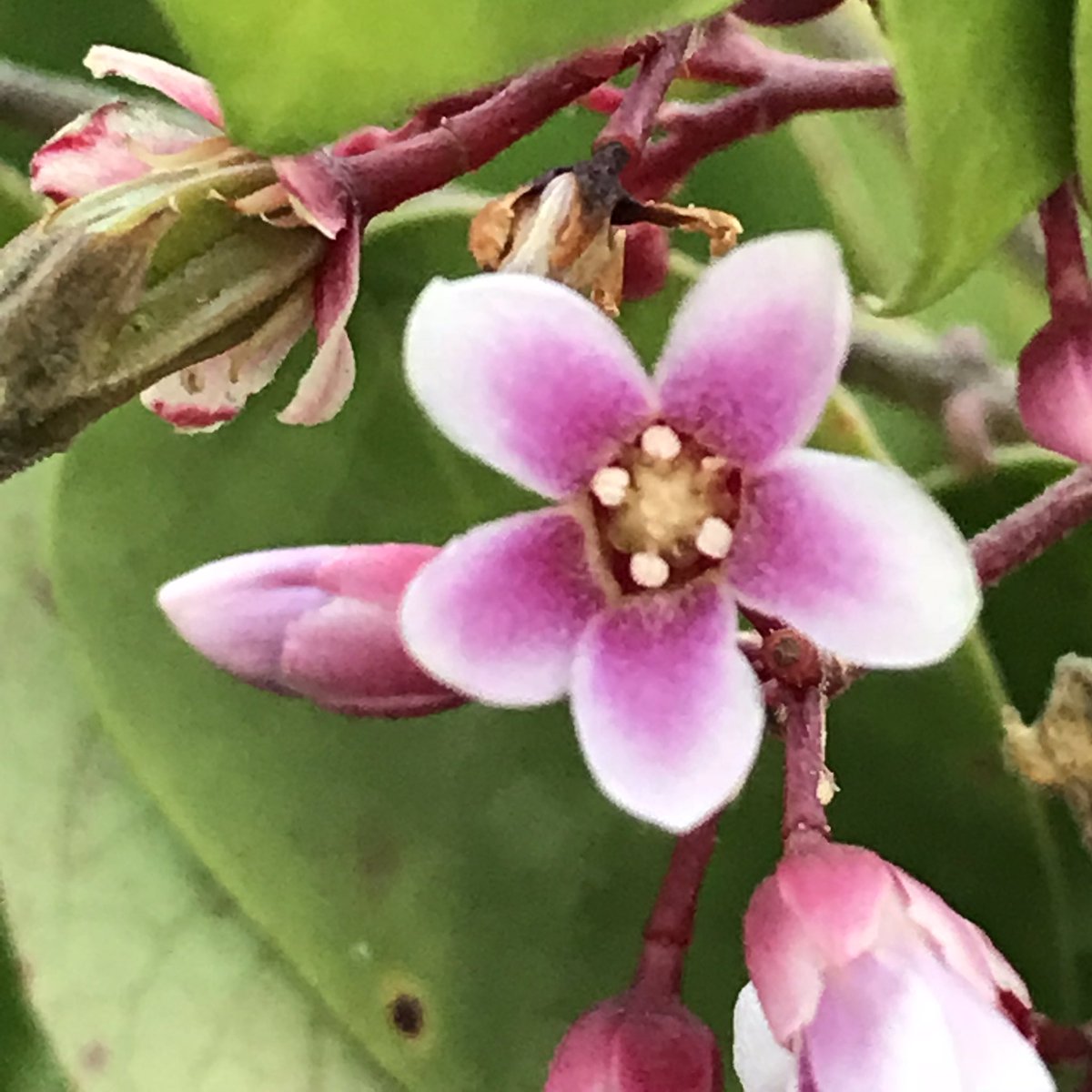 These tiny flowers eventually transform to Star Fruits! Karmaq / CarambolaFrom the wilderness of  #JimCorbett
