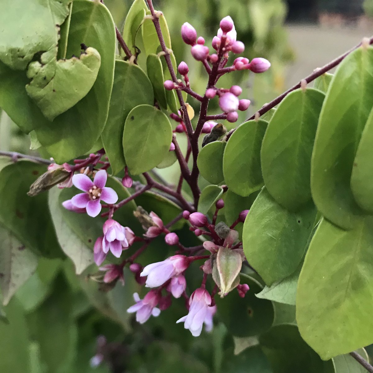 These tiny flowers eventually transform to Star Fruits! Karmaq / CarambolaFrom the wilderness of  #JimCorbett