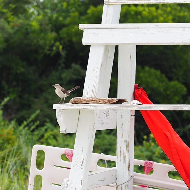 finyphoto's tweet photo. Lifeguard on duty.
#DockBeach #FishersIsland #FishersIslandNY #FINYphoto #FINY #06390 https://t.co/62wuZK9Fq7 https://t.co/HovFIoavvR