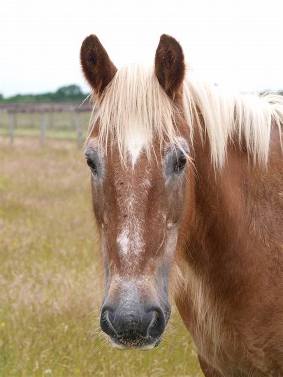 PardonerThe1's tweet photo. what the hack why I'm look like handsome horse.. https://t.co/cbRmgjXnWM