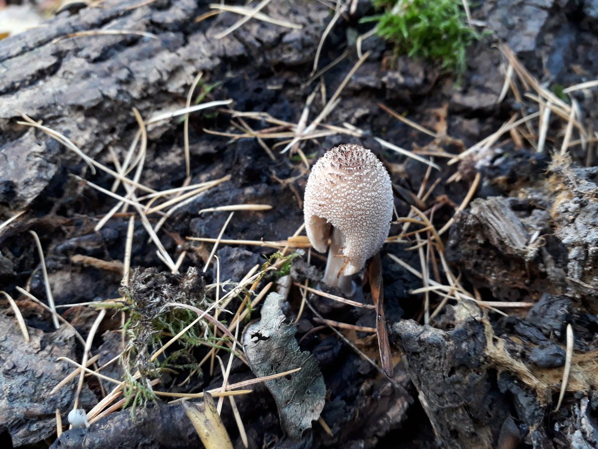 kelly_jowett's tweet image. Tiny worlds. Why can't I live there? #tiny #tinynature #small #miniatures #perspective #worlds #nature #naturelover #moss #lichen #trees #autumn #bark #leaves #leaves🍃 #leavesfalling #fungi #walk #explore  #fantasy #home #i #wish #i #was #a #beetle
