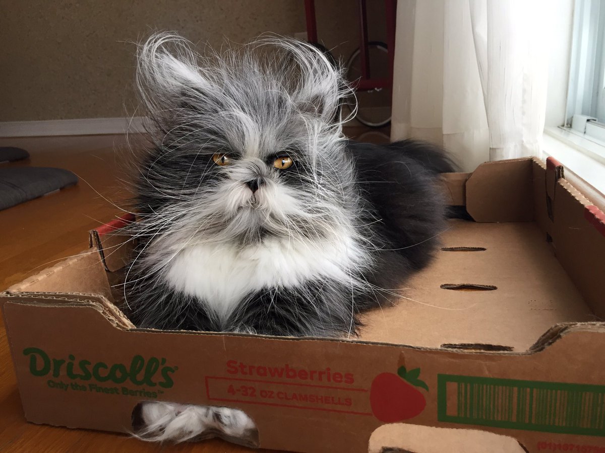 Atchoumthecat's tweet photo. I've always said that it's in small boxes that we find the best things. What do I look like now? 😾
J'ai toujours dit que c'est dans les petites boîtes que l'on retrouve les meilleurs choses. De quoi ai je l'air maintenant ? 😾
#catsinthebox https://t.co/GvR1UFOPu1