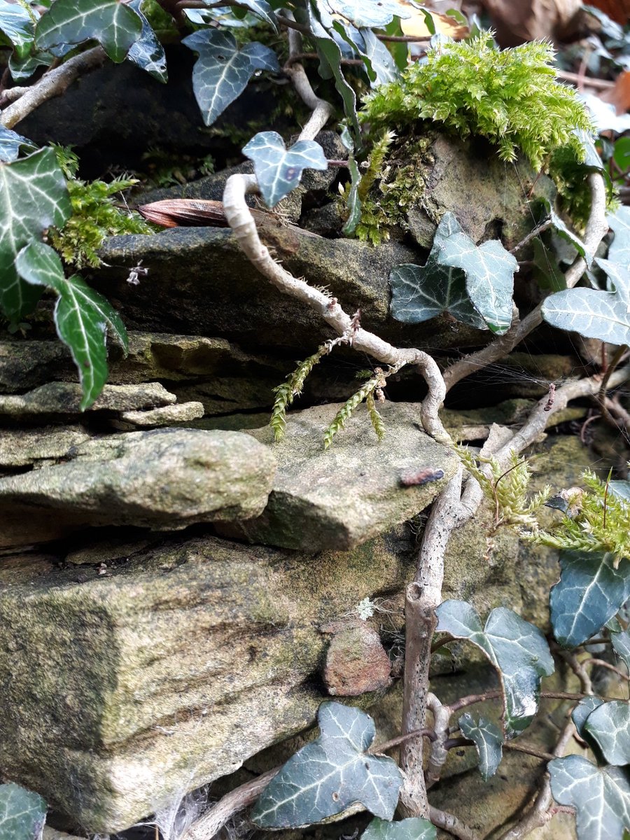 kelly_jowett's tweet image. Tiny worlds. Why can't I live there? #tiny #tinynature #small #miniatures #perspective #worlds #nature #naturelover #moss #lichen #trees #autumn #bark #leaves #leaves🍃 #leavesfalling #fungi #walk #explore  #fantasy #home #i #wish #i #was #a #beetle