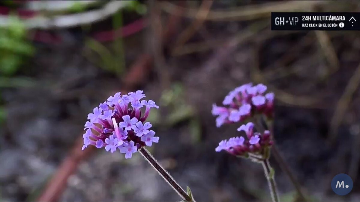 ParasitoMr's tweet photo. Esta flor tiene más videos que Darek y Makoke juntos #SomosLaAudiencia18N #GHVIP18N https://t.co/7ozuP9yg9O