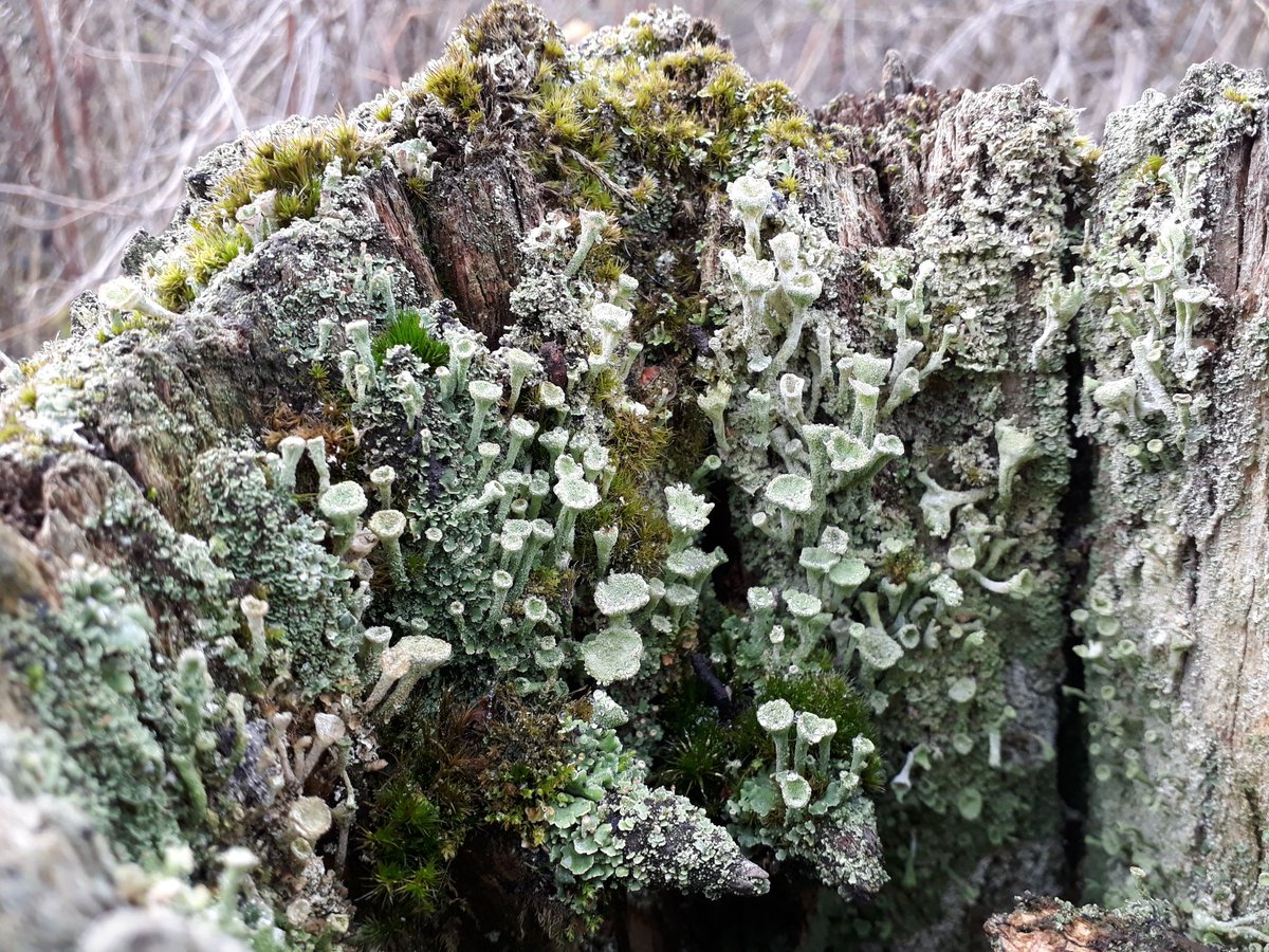 kelly_jowett's tweet image. Tiny worlds. Why can't I live there? #tiny #tinynature #small #miniatures #perspective #worlds #nature #naturelover #moss #lichen #trees #autumn #bark #leaves #leaves🍃 #leavesfalling #fungi #walk #explore  #fantasy #home #i #wish #i #was #a #beetle
