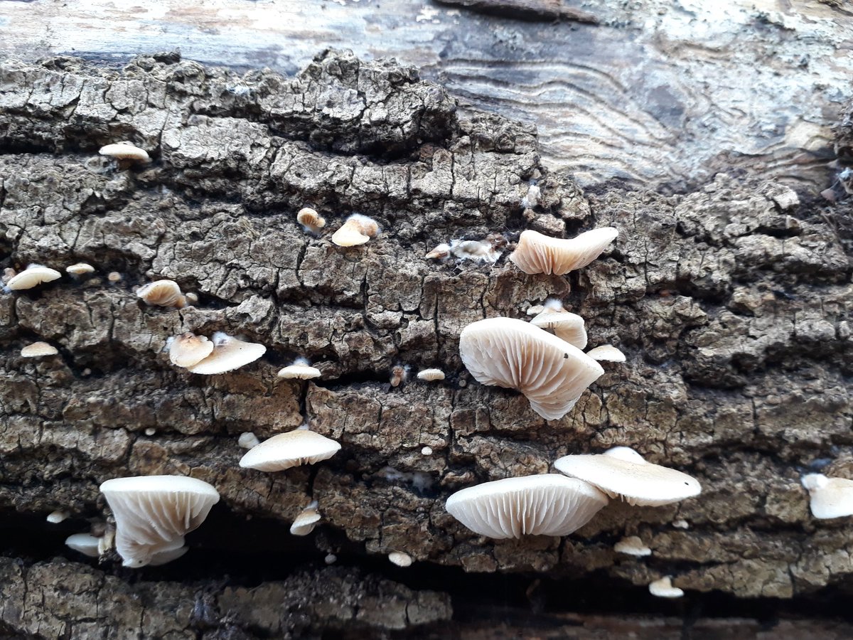 kelly_jowett's tweet image. Tiny worlds. Why can't I live there? #tiny #tinynature #small #miniatures #perspective #worlds #nature #naturelover #moss #lichen #trees #autumn #bark #leaves #leaves🍃 #leavesfalling #fungi #walk #explore  #fantasy #home #i #wish #i #was #a #beetle