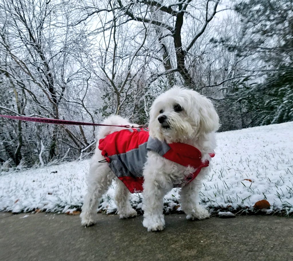 GiGi_OnTheScene's tweet photo. Looking fly in my red coat!
#ZSHQ #maltese #dog #loves #santared https://t.co/RFL5LyDvow