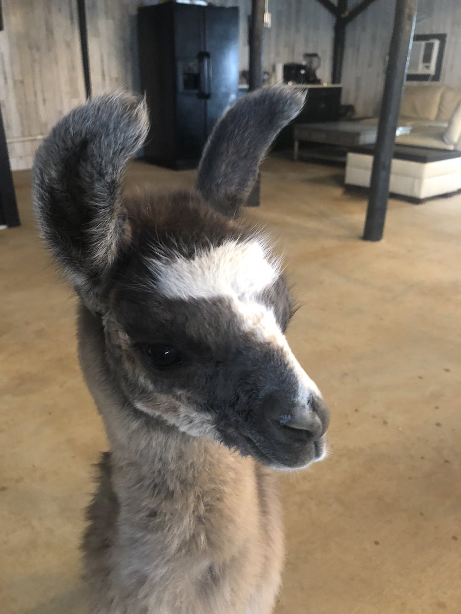 This baby was born to a neglectful mother who won’t nurse her. Spent the first night of her life alone. She has experienced several Little t traumas. Little T. Will make a great impact. #animalassistedtherapy #GratitudeRanch #LittleT