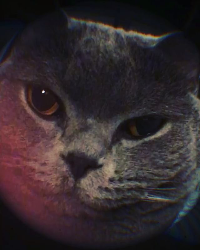 RonaldAndMarley's tweet image. 🐱💭From my calculation we can afford more toys🐁🐣 &amp;amp; snacks🍮🍪🍭🍩. #roundworld #roundlife #roundface #catoftheworld #catsofworld #britishshorthair #catlovers #catsofinstagram dlvr.it/QrX3Jm