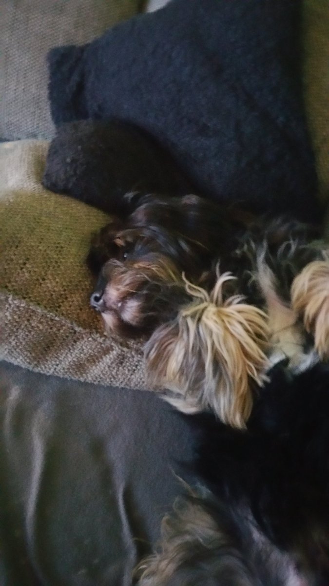 Brrrrr..... Raus gehen? Du SPINNST doch...... Ich bleib hier kuschelig liegen. Draußen ist kalt! Und wehe mir klaut einer mein Kopfkissen.