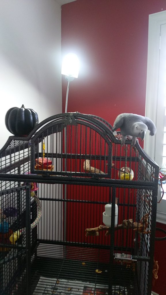 misbehavian's tweet photo. Get that thing outta here. No, not up top - outta the room and outta the house and the county and... #squashforparrots #notwiththeprogram https://t.co/ibfVqmGjYB