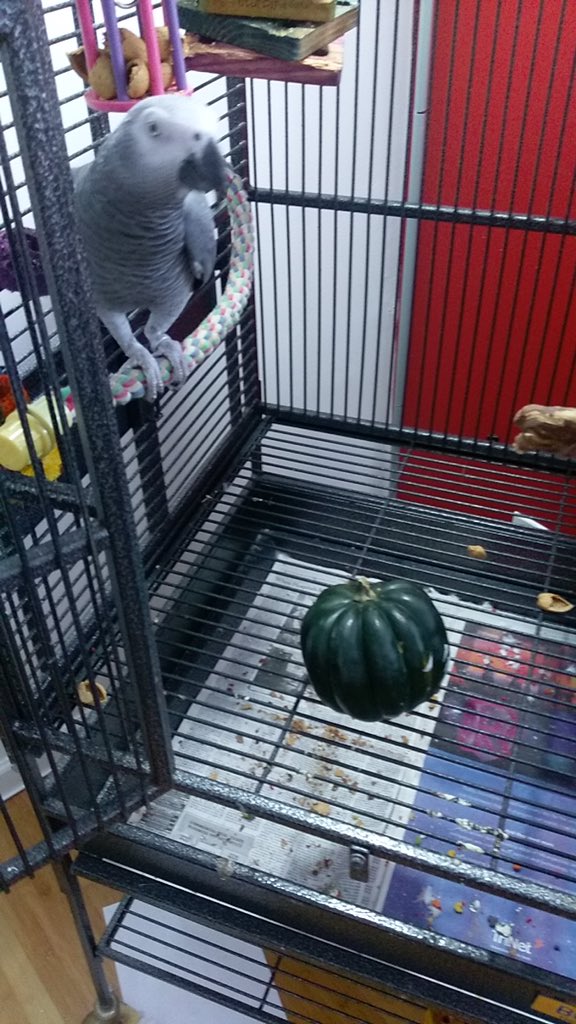 misbehavian's tweet photo. Get that thing outta here. No, not up top - outta the room and outta the house and the county and... #squashforparrots #notwiththeprogram https://t.co/ibfVqmGjYB