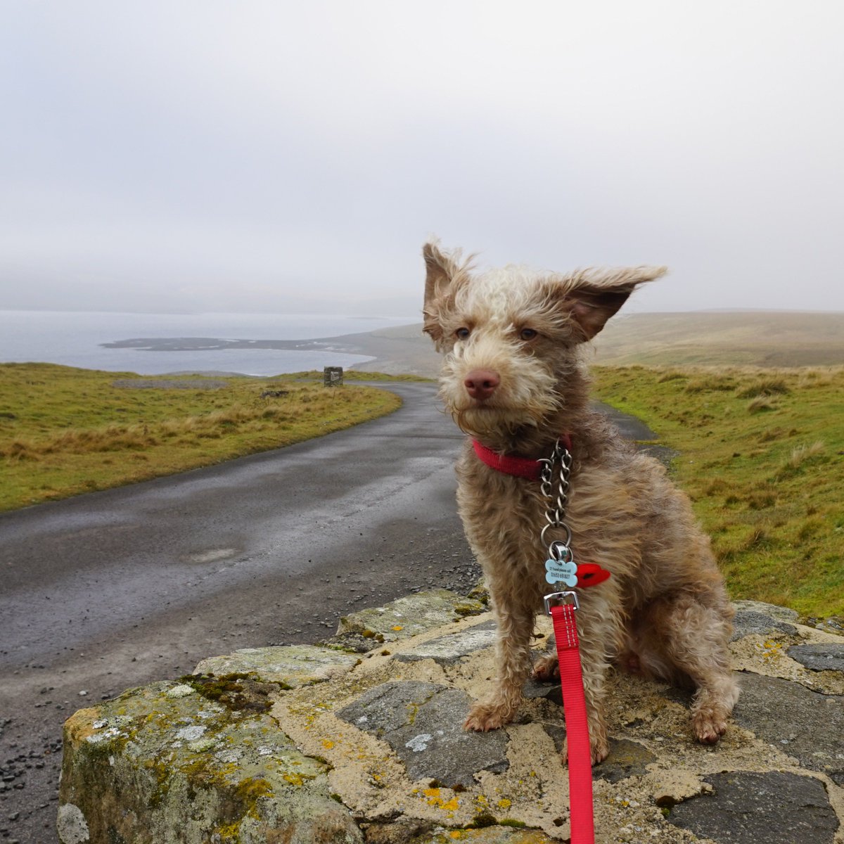 HelenWaind's tweet photo. we found the coldest, windiest place in England yesterday - Cow Green Reservoir/  Bokeh just couldnt control her ears, flapping about in the wind they were 😂😂🐶.  #cowgreenreservoir #daytrip #bokeh #dogsoftwitter #patterpoo #patterdoodle #earsflapping #bigcoat https://t.co/cijXlVGyW9