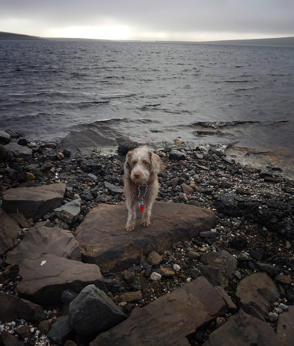 HelenWaind's tweet photo. we found the coldest, windiest place in England yesterday - Cow Green Reservoir/  Bokeh just couldnt control her ears, flapping about in the wind they were 😂😂🐶.  #cowgreenreservoir #daytrip #bokeh #dogsoftwitter #patterpoo #patterdoodle #earsflapping #bigcoat https://t.co/cijXlVGyW9