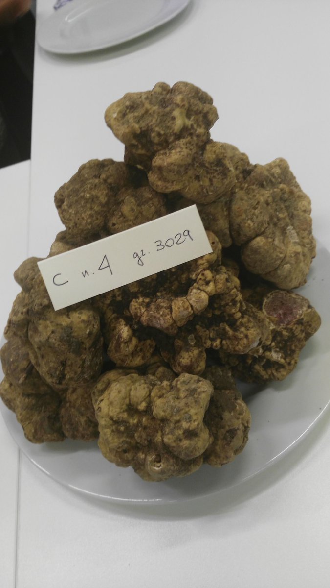 Ad Asti premiazione dei migliori esemplari e della migliore composizione di Tartufo bianco d'Alba #astiwhite #albatruffle