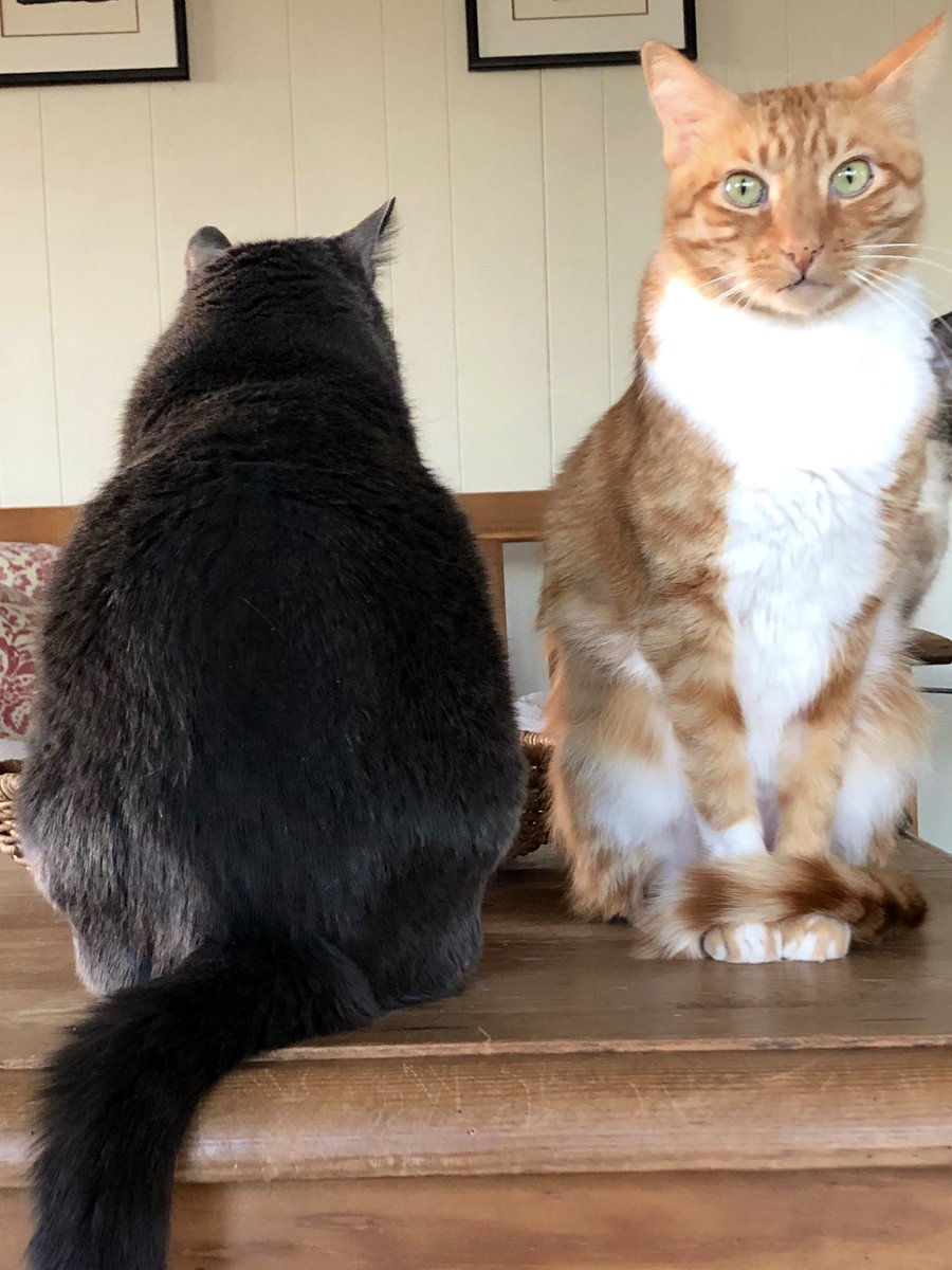 maxmaxthecat's tweet photo. yin yang https://t.co/auG6biR2Uu