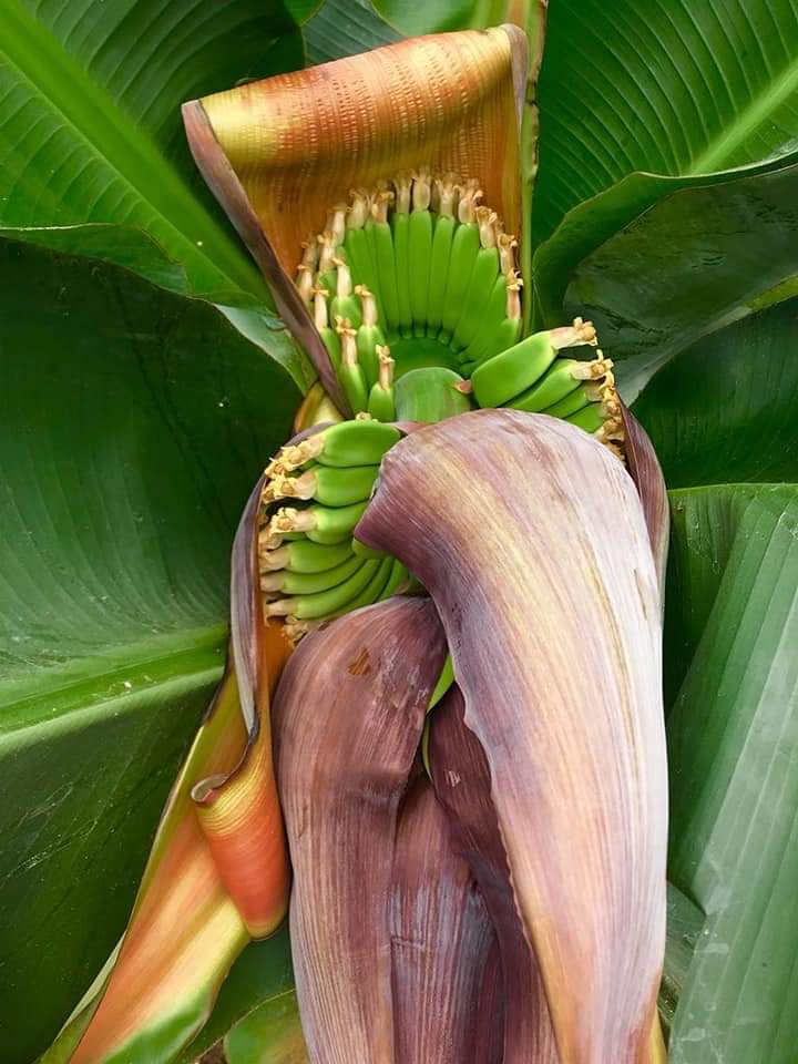 schooltotable's tweet photo. We finally have bananas! After a successful harvest, we now officially have our PA Preferred aquaponic bananas ready.  Here are some photos from the growing process, beginning to end. #RollerNation https://t.co/3m2YI8Xa1l