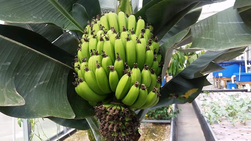 schooltotable's tweet photo. We finally have bananas! After a successful harvest, we now officially have our PA Preferred aquaponic bananas ready.  Here are some photos from the growing process, beginning to end. #RollerNation https://t.co/3m2YI8Xa1l