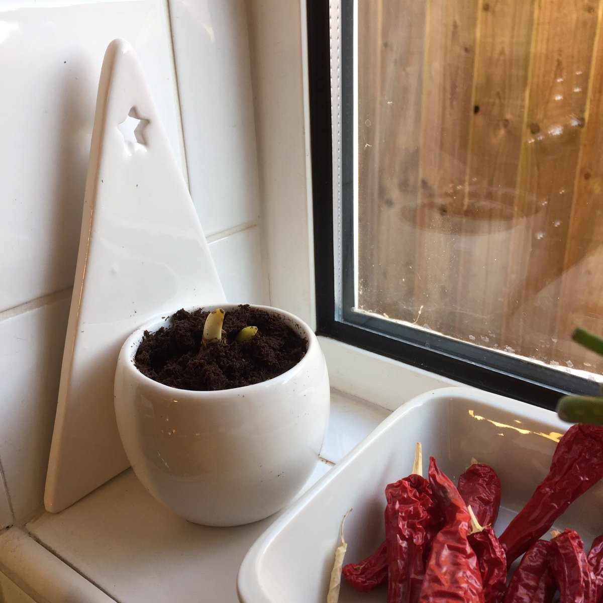 USchell's tweet photo. Planted a mini pot of #tazetta narcissi from #waitrose today, excited about some lovely flowers and smells around Xmas! #bulbforcing https://t.co/J5015KaA6f